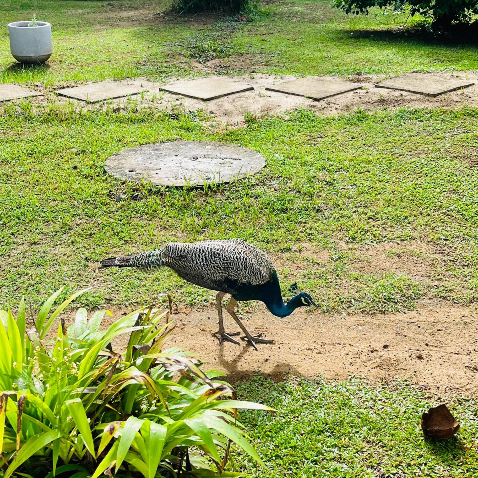 Hanguk Lanka Lagoon Villa Tangalle Kültér fotó